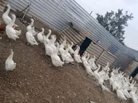 Geese — ფოტო 5