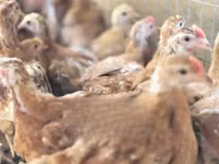 Chickens — ছবি 4