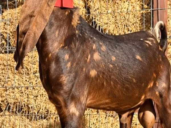 Oğlak, Kamori goats
