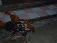 Chickens — photo 4
