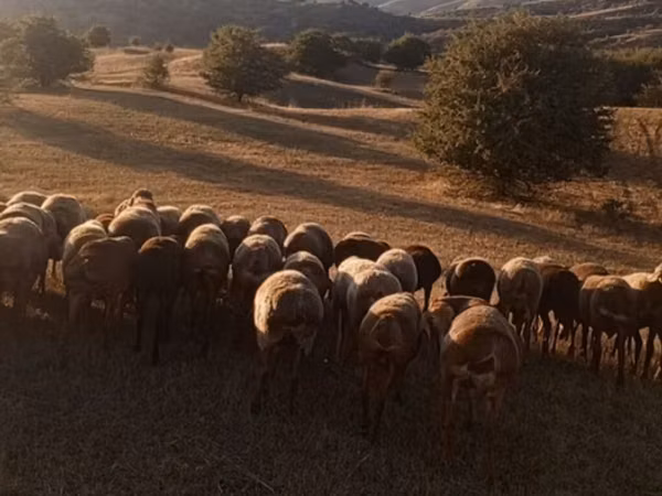 Sheep, Hissar sheep — Kyrgyzstan