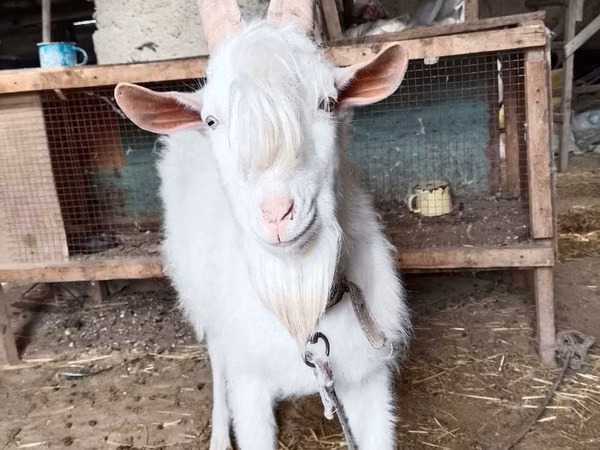 Billy Goat, Saanen goat — Uzbekistan