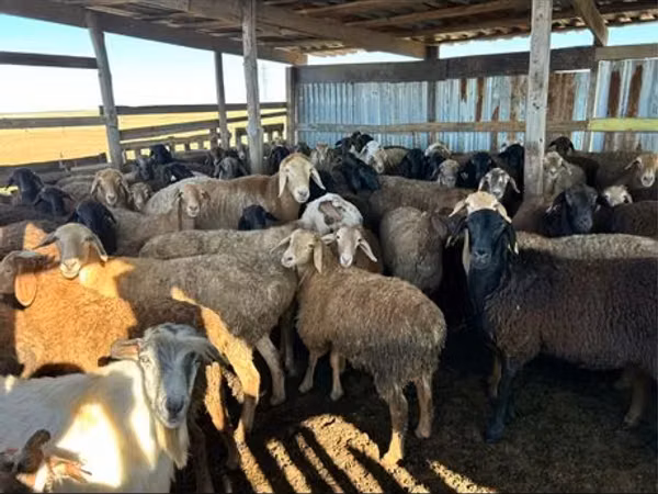 Ram, Sheep — Kazakhstan