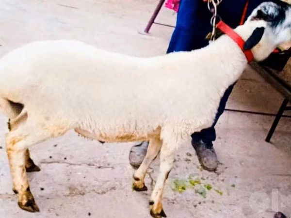 Ram, Sheep