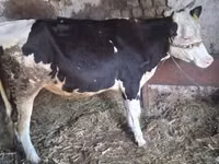 Корова, Russian Black pied cattle — фото 2