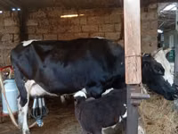 பசு, Russian Black pied cattle — புகைப்படம் 1