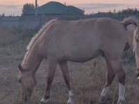 ፈረስ, Horses — ፎቶ 2