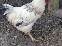 Chickens — foto 4