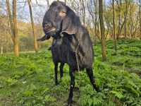 بز نر, Nubian Goat — عکس 1