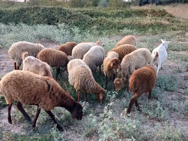 میش, گوسفند — جمهوری آذربایجان