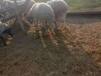 Ram, Sheep — photo 2