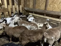 Ram, Sheep — photo 5