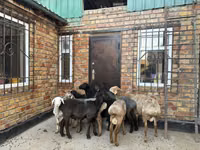 Sheep, Rhon sheep — photo 5