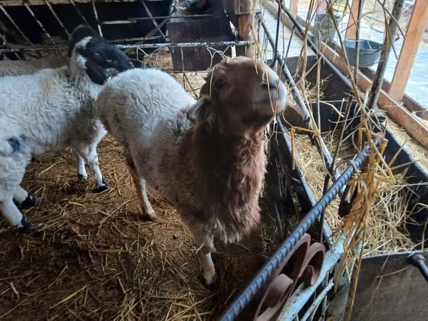 公羊, Sheep — 乌兹别克斯坦