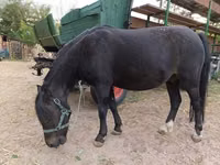 Mare, Horses — photo 3