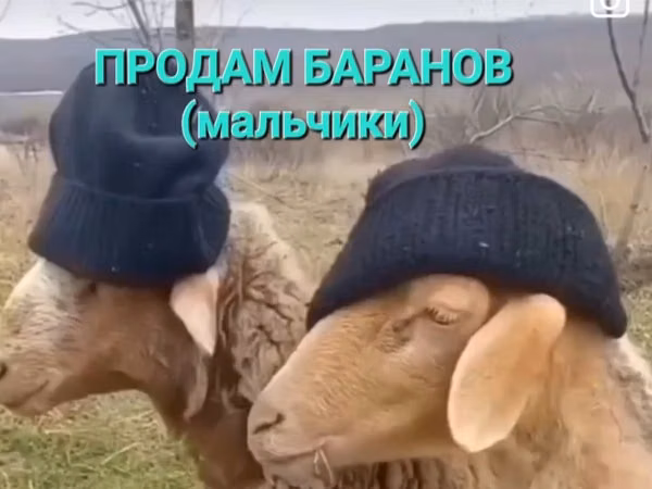 Ram, Sheep — Kazakhstan