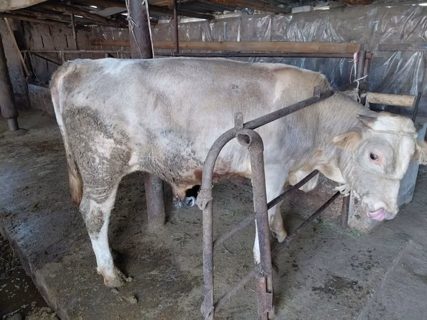 Bou, Vaca roșie fără coarne