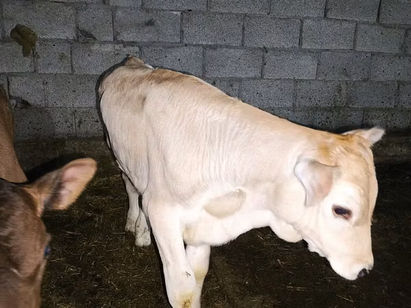 Bull, Limousin cow — Kyrgyzstan