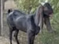 Koza, Kamori goats — foto 7
