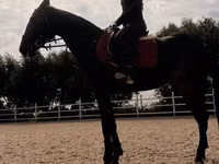 Kısrak, Friesian sport horse — foto 5