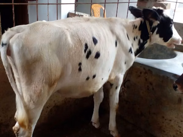 பசு, Russian Black pied cattle