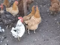 Chickens — ছবি 1