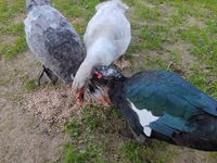 Guinea fowl — photo 5