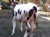 Krava, Swiss cattle — foto 5