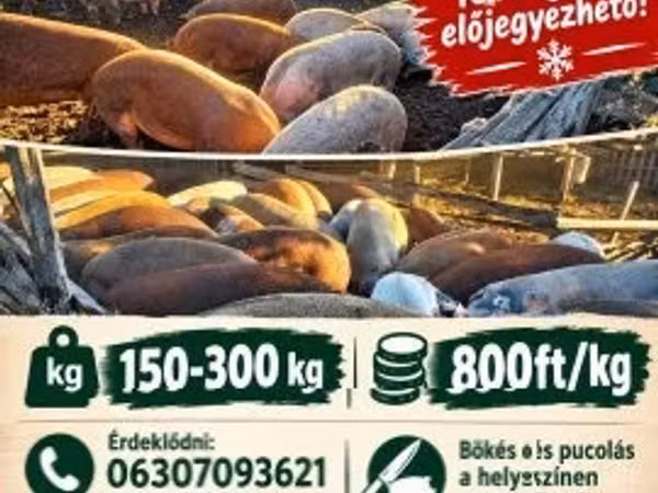 Boar, Pigs — Hungary