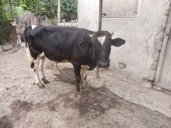 Bou, Rasa Holstein — Azerbaidjan