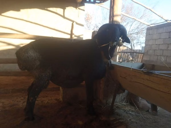 Ram, Sheep — Uzbekistan