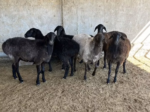 Ram, Sheep — Kazakhstan