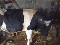 公牛, Russian Black pied cattle — 照片 1