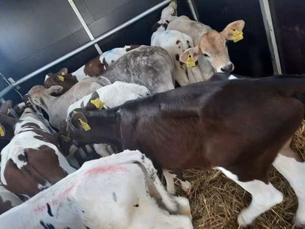 วัวตัวผู้, Simmental cattle