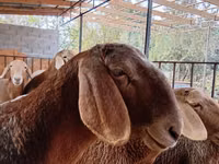 பெண் ஆடு, Arashan sheep — புகைப்படம் 1