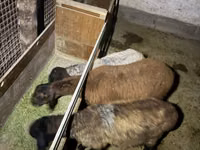 Ram, Schapen — foto 4
