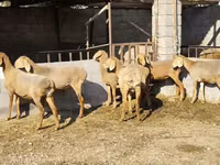 แกะตัวเมีย, Arashan sheep — รูปภาพ 2