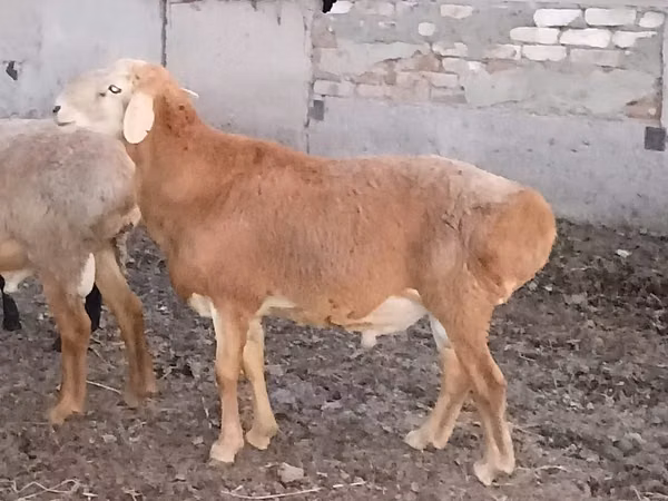 Montone, Hissar sheep — Kazakistan