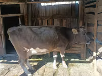 Vaca, Simmental cattle — foto 1