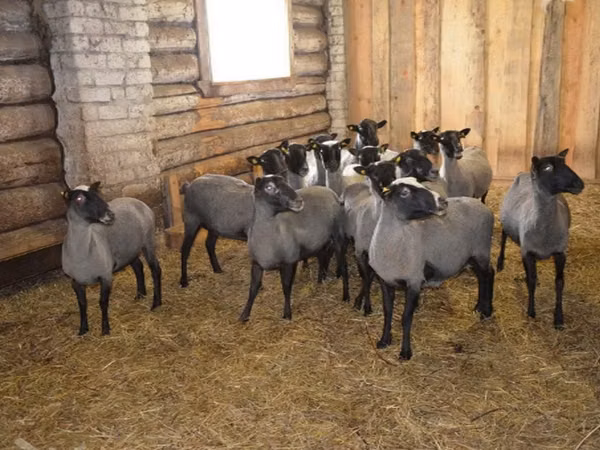 Ovan, Romanov sheep — Русија