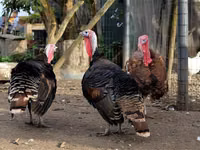 Turkeys — sawirka 3