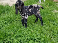 بز نر, Kamori goats — عکس 1