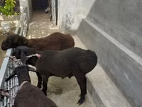 قوچ, گوسفند — عکس 2