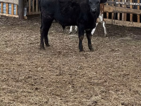 Toro, Aberdeen-Angus