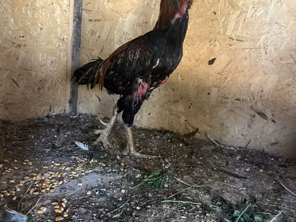 Shamo chickens — Kyrgyzstan