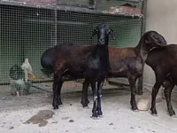 Sheep, Hissar sheep — photo 3
