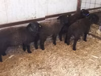 Sheep, White Suffolk sheep — photo 3