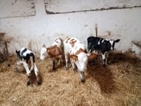 Bydło (partia, płeć nieokreślona), Simmental cattle — zdjęcie 6