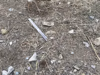 Chickens — Foto 7