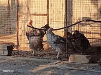 Chickens — รูปภาพ 1